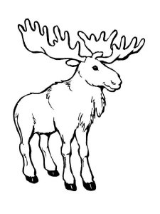 Moose coloring page - picture 12