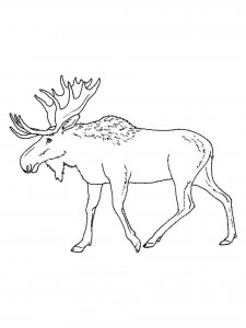 Moose coloring page - picture 15