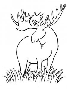 Moose coloring page - picture 16
