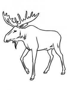 Moose coloring page - picture 19