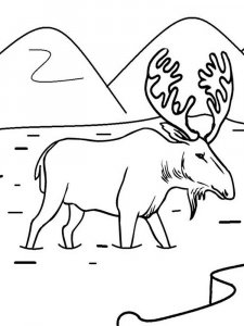 Moose coloring page - picture 20