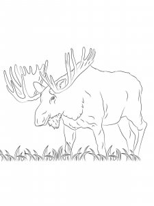 Moose coloring page - picture 30