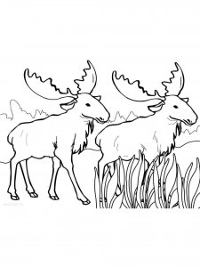 Moose coloring page - picture 31