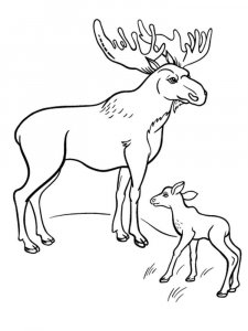 Moose coloring page - picture 33