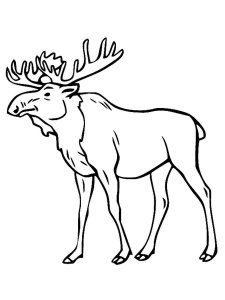 Moose coloring page - picture 34
