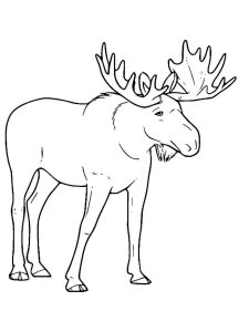 Moose coloring page - picture 35