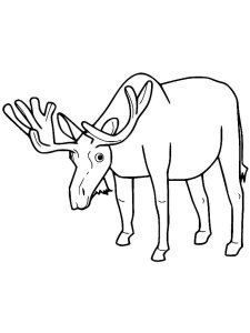 Moose coloring page - picture 36
