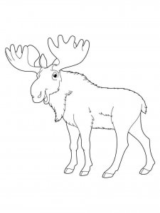 Moose coloring page - picture 37