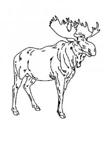 Moose coloring page - picture 9