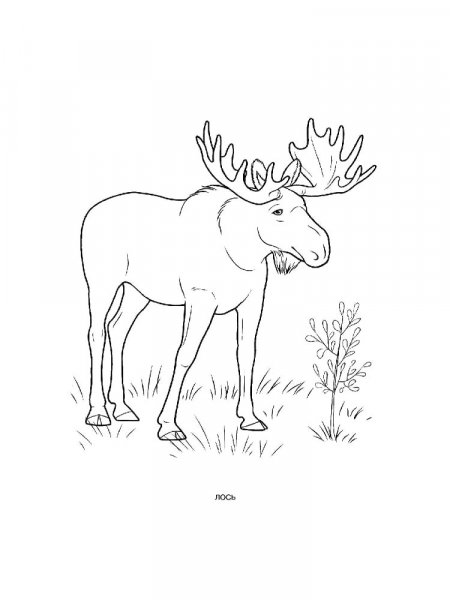 Moose Coloring Pages