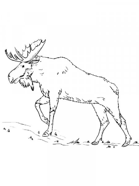 Moose coloring pages