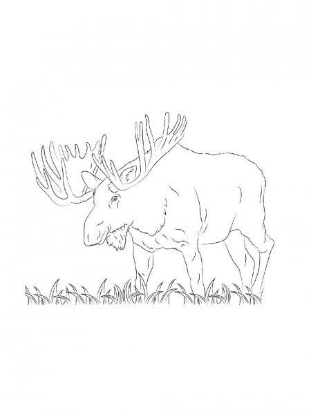 Moose coloring pages