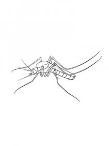 Mosquito coloring page - picture 15