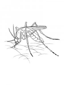 Mosquito coloring page - picture 18