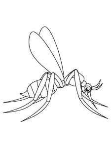 Mosquito coloring page - picture 2