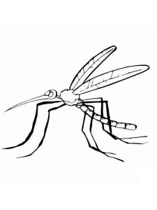 Mosquito coloring page - picture 23