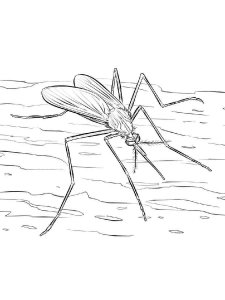 Mosquito coloring page - picture 30