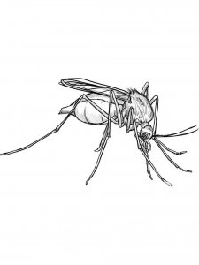 Mosquito coloring page - picture 31