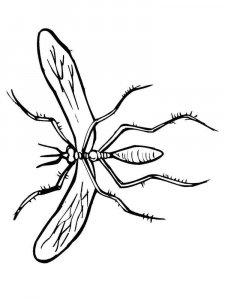 Mosquito coloring page - picture 32