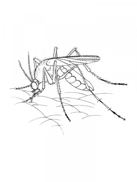 Mosquito coloring pages