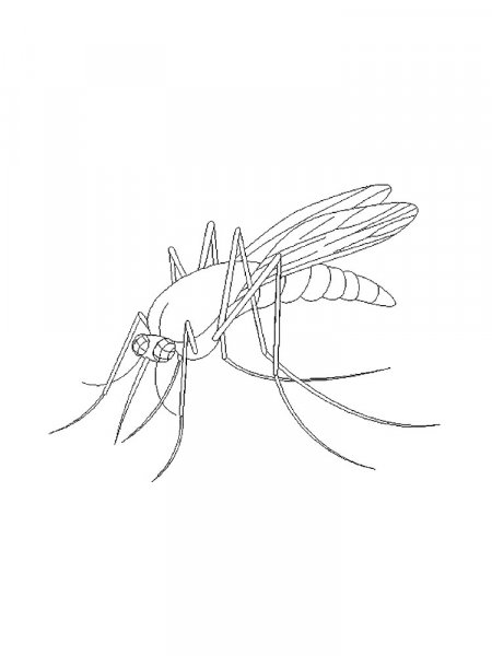 Mosquito coloring pages