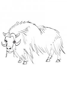 Musk Ox coloring page - picture 1