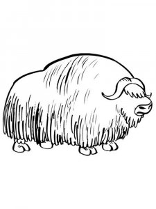 Musk Ox coloring page - picture 2