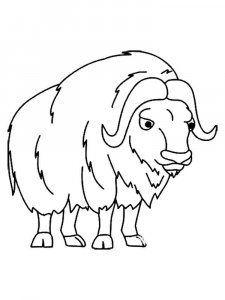 Musk Ox coloring page - picture 3