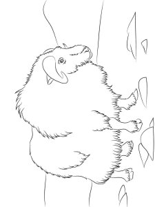 Musk Ox coloring page - picture 4