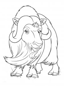 Musk Ox coloring page - picture 7