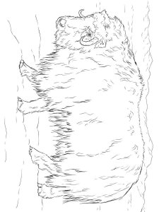 Musk Ox coloring page - picture 8
