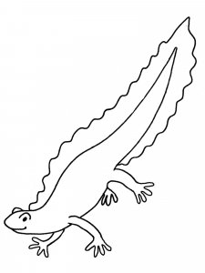 Newt coloring page - picture 1