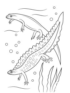 Newt coloring page - picture 15
