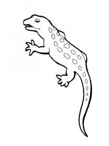 Newt coloring page - picture 2