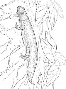 Newt coloring page - picture 4