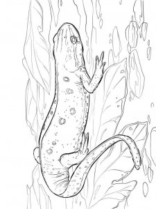 Newt coloring page - picture 6
