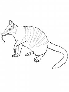 Numbat coloring page - picture 10