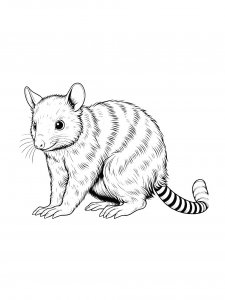Numbat Coloring Pages 20