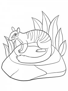 Numbat coloring page - picture 5