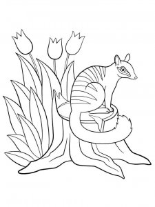 Numbat coloring page - picture 6