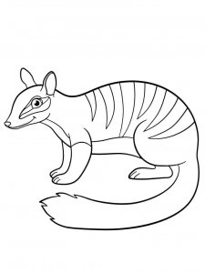 Numbat coloring page - picture 7