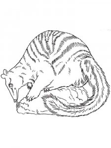 Numbat coloring page - picture 9