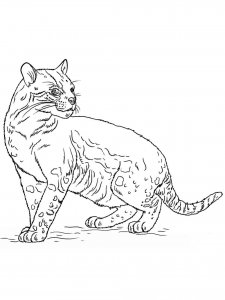 Ocelot coloring page - picture 10