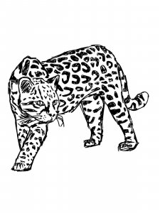 Ocelot coloring page - picture 11