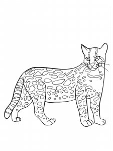 Ocelot coloring page - picture 8
