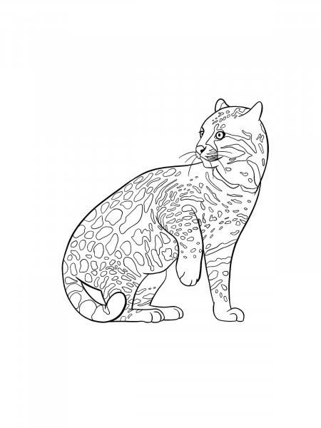 Ocelot coloring pages