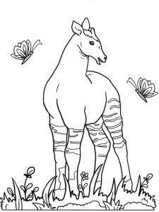 Okapi coloring page - picture 11