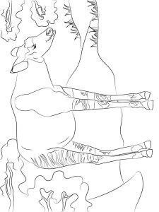 Okapi coloring page - picture 17