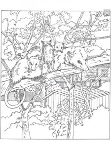Opossum coloring page - picture 1