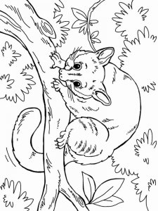 Opossum coloring page - picture 10